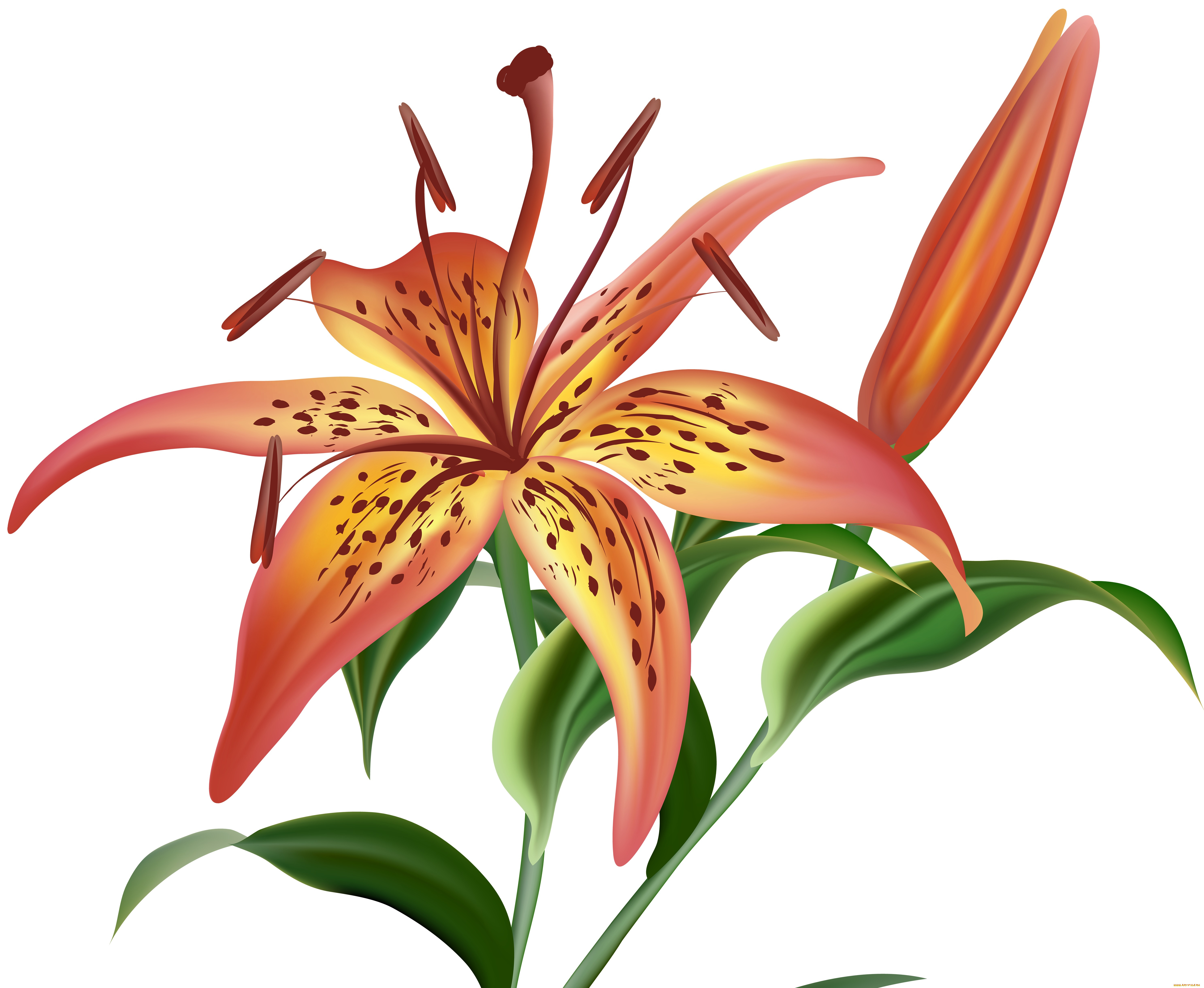  ,  , flowers, , , 